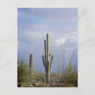 Nachmittag in der Wüste Postkarte