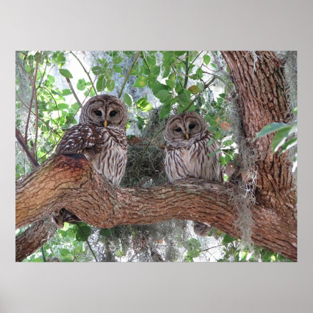 Nachmittags Erholung Poster (Vorne)