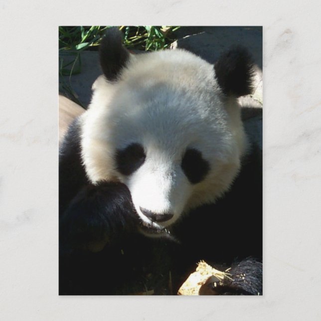 Nachmittags Snack 1 Postkarte (Vorderseite)