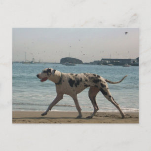 Nachmittagsspaziergang III Postkarte