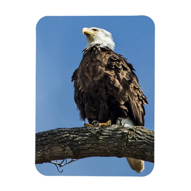 Nachschlagen Magnet (Vertikal)