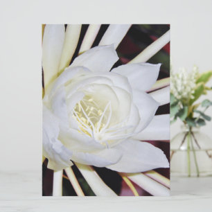 Nachtblühende Blume