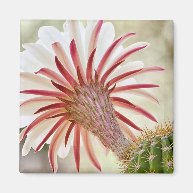 Nachtblühende Blume Magnet (Vorne)