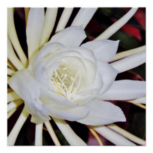 Nachtblühender Geweihfarn Poster