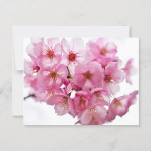 Nächte in Kyōto: Laterne-Lit Sakura Postkarte