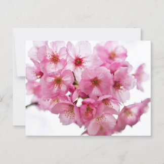 Nächte in Kyōto: Laterne-Lit Sakura Postkarte