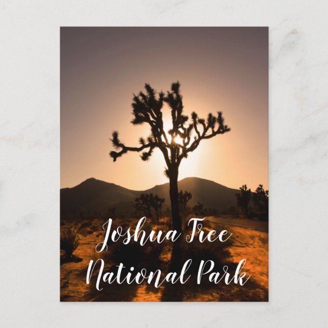 Nachtfall beginnt bei Joshua Tree Postcard Postkarte (Vorderseite)
