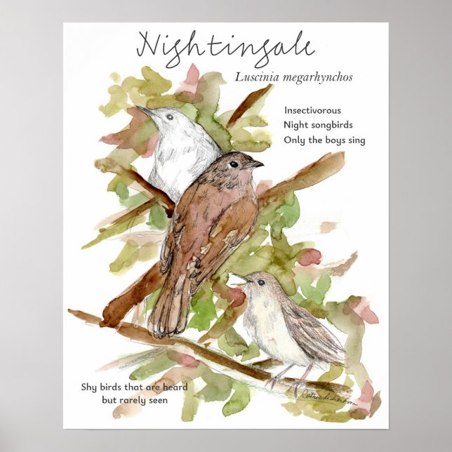 Nachtigall Singvogel Blätter Baum Zeichnung Poster (Vorne)