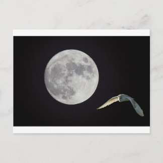 Nachtkeule Postkarte