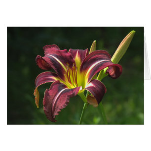 Nachtlilie - Taglilie