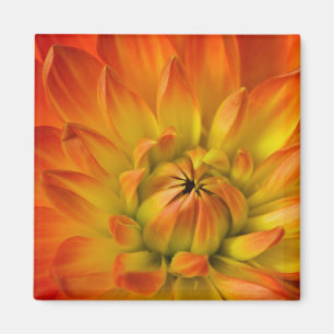 Nachträgliche Fotografien der Dalhia-Blume mit der Magnet