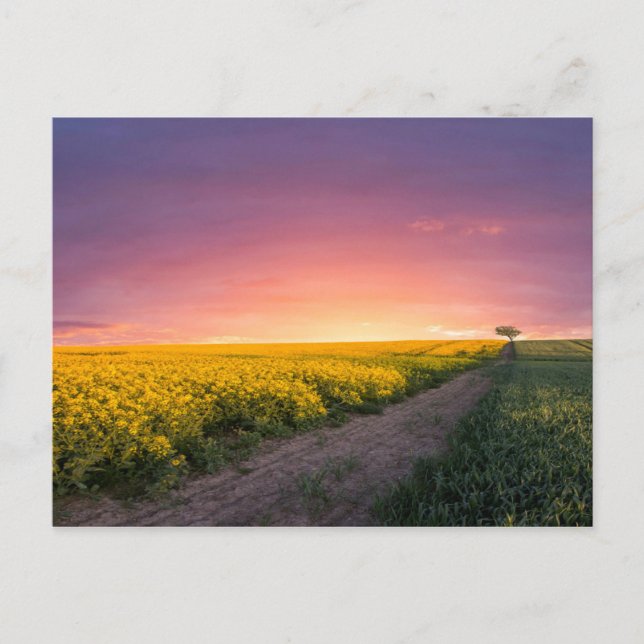 Nachts rosa Himmel Postkarte (Vorderseite)