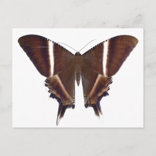 Nachtschmetterling Postkarte