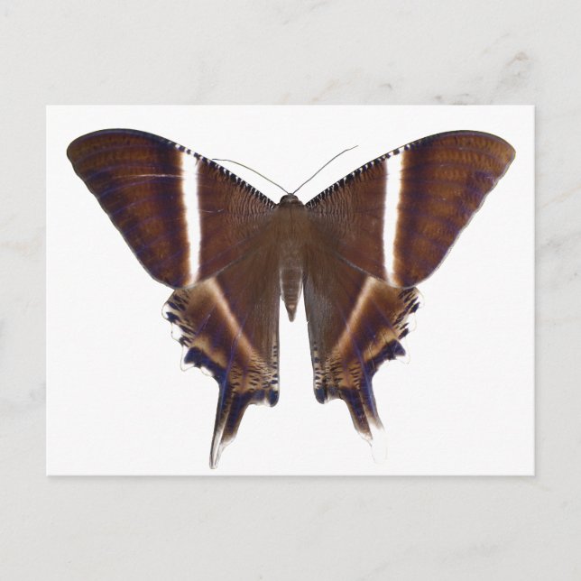 Nachtschmetterling Postkarte (Vorderseite)
