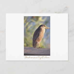 Nachtschwalben-Postkarte Postkarte