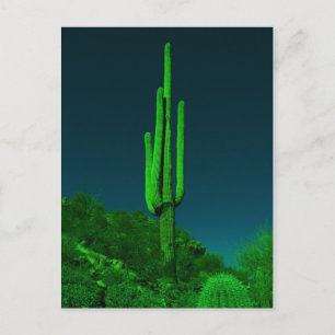 Nachtsichtkaktus Postkarte