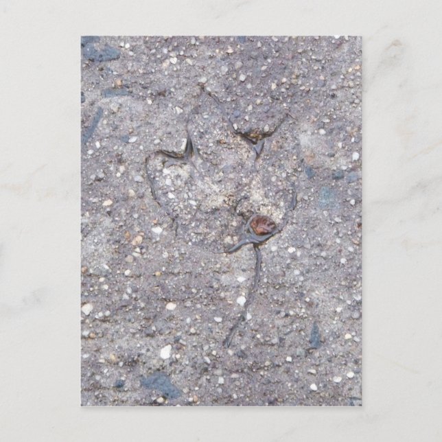 Nachweis des Herbstes - leaf card Postkarte (Vorderseite)