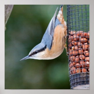 Nackt auf Feeder Poster