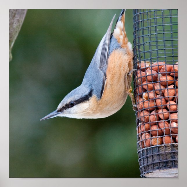 Nackt auf Feeder Poster (Vorne)