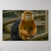 Nacktfresser Affe in der Waldhütte