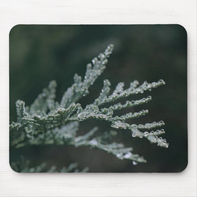 Nadelbaum, Zweig, Tau Mousepad (Vorne)