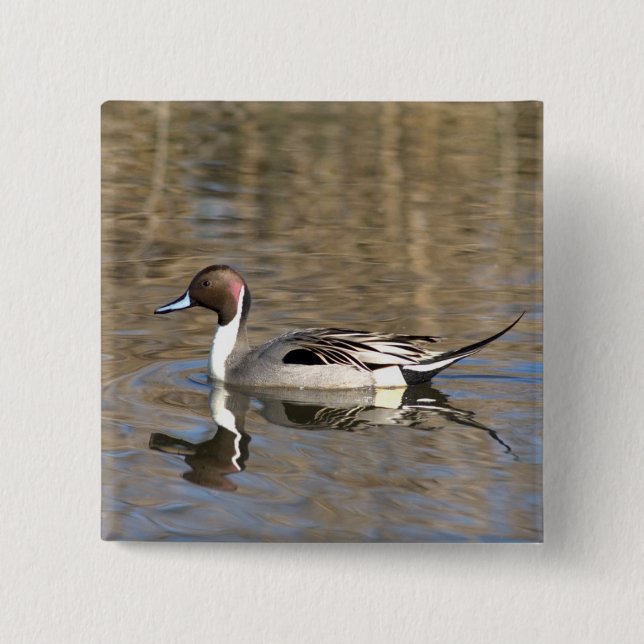 Nadelente schwimmt in einem Teich Button (Vorderseite)