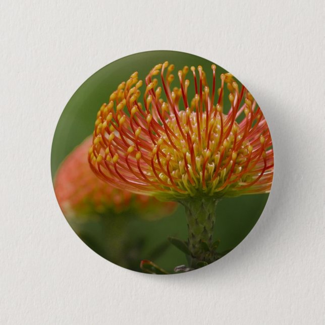 NadelkissenProtea Button (Vorderseite)