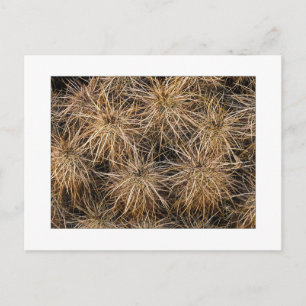 "Nadeln und Hay Stacks" Postkarte