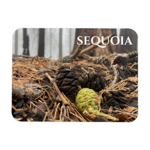 Nadeln und Kegel, Waldfußboden, Sequoia NP Magnet