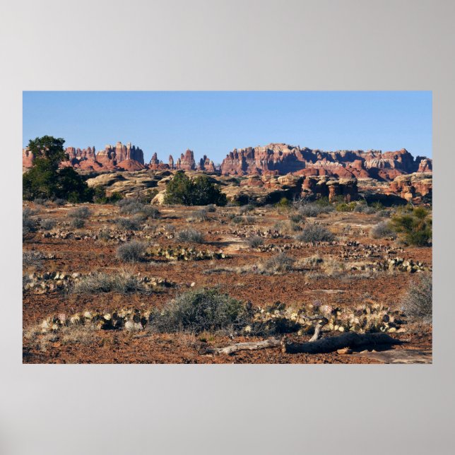 Nadeln vom Pothole Point Trail im Canyonlands Poster (Vorne)