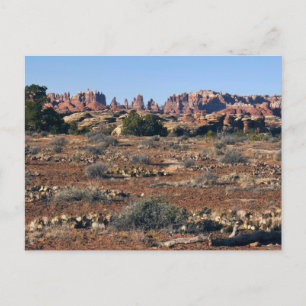 Nadeln vom Pothole Point Trail im Canyonlands Postkarte