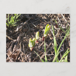 Nagelneue Milkweed-Pflanzen Ankündigungspostkarte