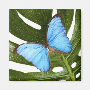 Nah auf einem blauen Morpho-Schmetterling auf eine Magnet