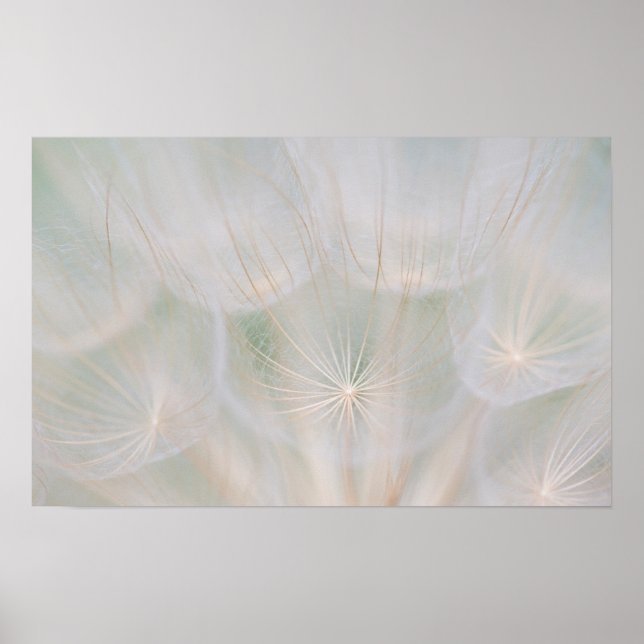 Nah auf einem Samenkopf, Kanada Poster (Vorne)