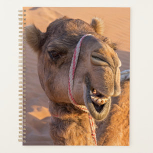 Nah auf lustigem Kamelkopf in der Wüste Oman Wahib Planer