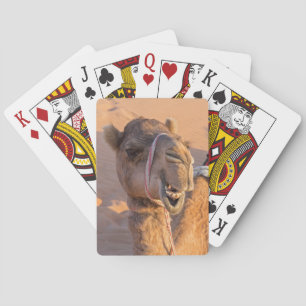 Nah auf lustigem Kamelkopf in der Wüste Oman Wahib Spielkarten