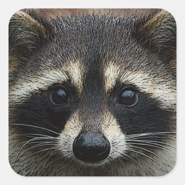 Nah aufgereifte Gesichtshaut Raccoon Stare Quadratischer Aufkleber (Vorderseite)