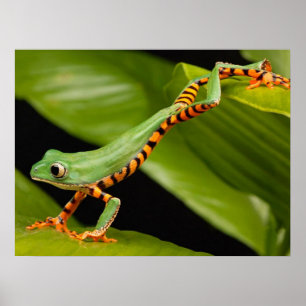 Nah aus einem Tiger-Leg-Affenfrosch Poster