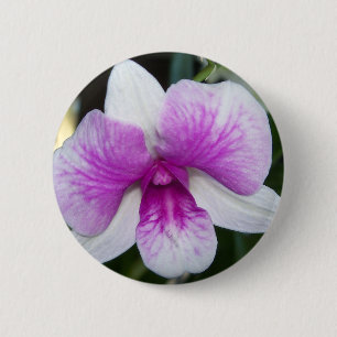 nah aus einer wunderschönen lila-weißen Orchidee Button