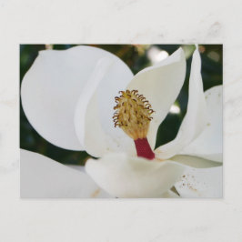 Nah blüht die südweiße magnolische Blume auf Postkarte