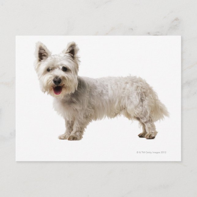 Nah ein Terrier Postkarte (Vorderseite)