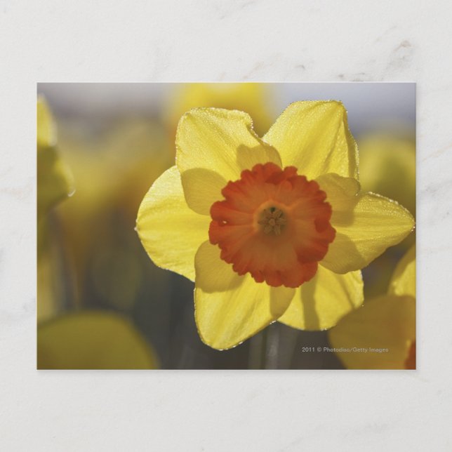 Nah Gelb/orangefarbenes Fötus Postkarte (Vorderseite)