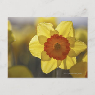 Nah Gelb/orangefarbenes Fötus Postkarte