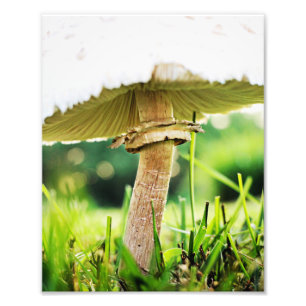 Nah mit dieser Coolen Shroom Nature Fotografie