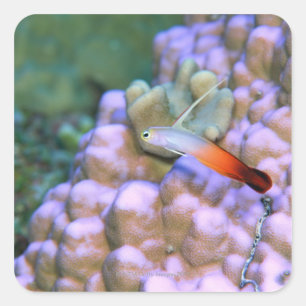 Nah mit einem Dart-Feuerfisch, Okinawa, Japan Quadratischer Aufkleber