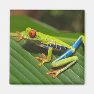 Nah mit einem Mit Augen Roten Baumfrosch auf einem Magnet