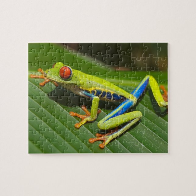 Nah mit einem Mit Augen Roten Baumfrosch auf einem Puzzle (Horizontal)