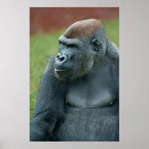 Nah mit Gorilla Lope: Das bezaubernde Portrait von Poster