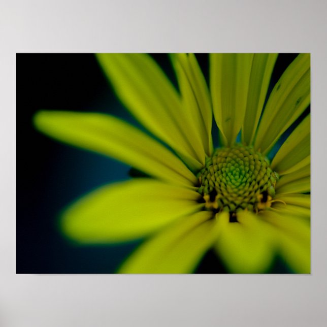 Nah-oben-Gelbe Wildblume Poster (Vorne)