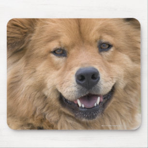 Nah oben vom Chow-Chow Mischungshund draußen Mousepad